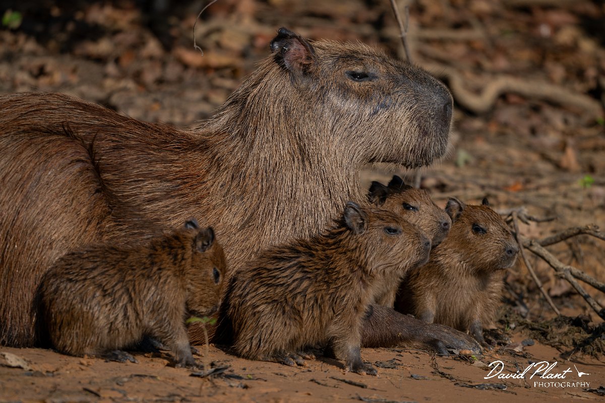 DPPhotography - Pantanal - Capybara - M.jpg - Capybara, Hydrochoerus hydrochaeris - Rio Sararé, Pantanal, Brazil