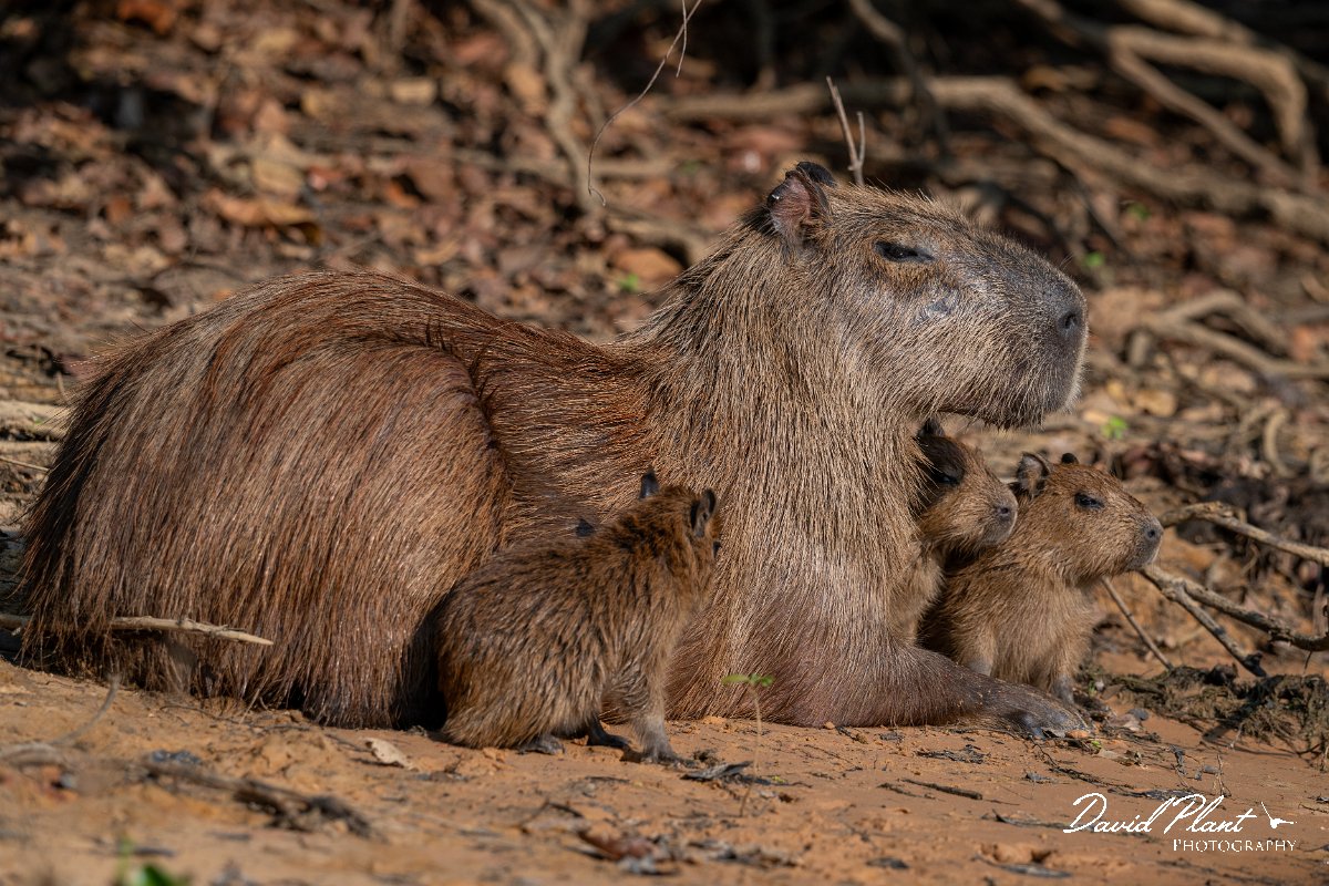 DPPhotography - Pantanal - Capybara - N.jpg - Capybara, Hydrochoerus hydrochaeris - Rio Sararé, Pantanal, Brazil