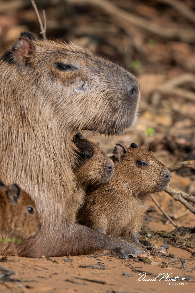 DPPhotography - Pantanal - Capybara - O.jpg - Capybara, Hydrochoerus hydrochaeris - Rio Sararé, Pantanal, Brazil