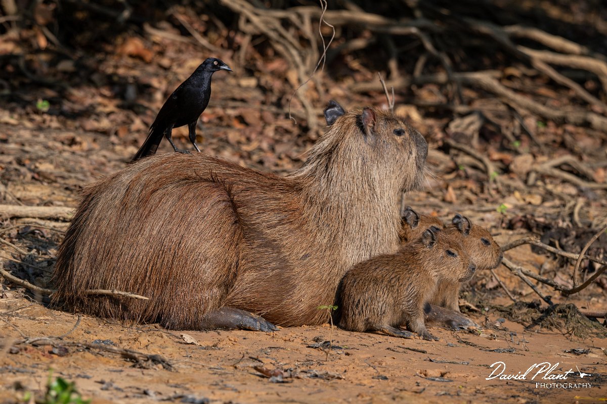 DPPhotography - Pantanal - Capybara - P.jpg - Capybara, Hydrochoerus hydrochaeris - Rio Sararé, Pantanal, Brazil