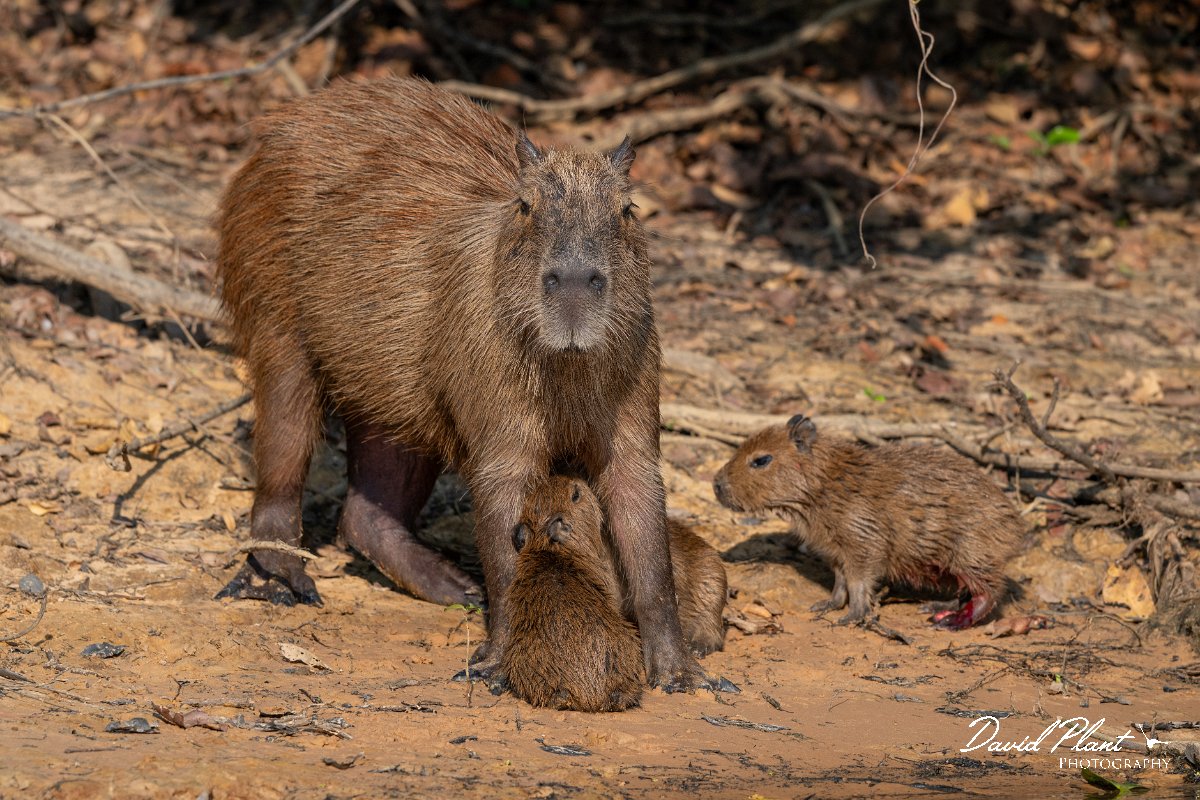 DPPhotography - Pantanal - Capybara - Q.jpg - Capybara, Hydrochoerus hydrochaeris - Rio Sararé, Pantanal, Brazil