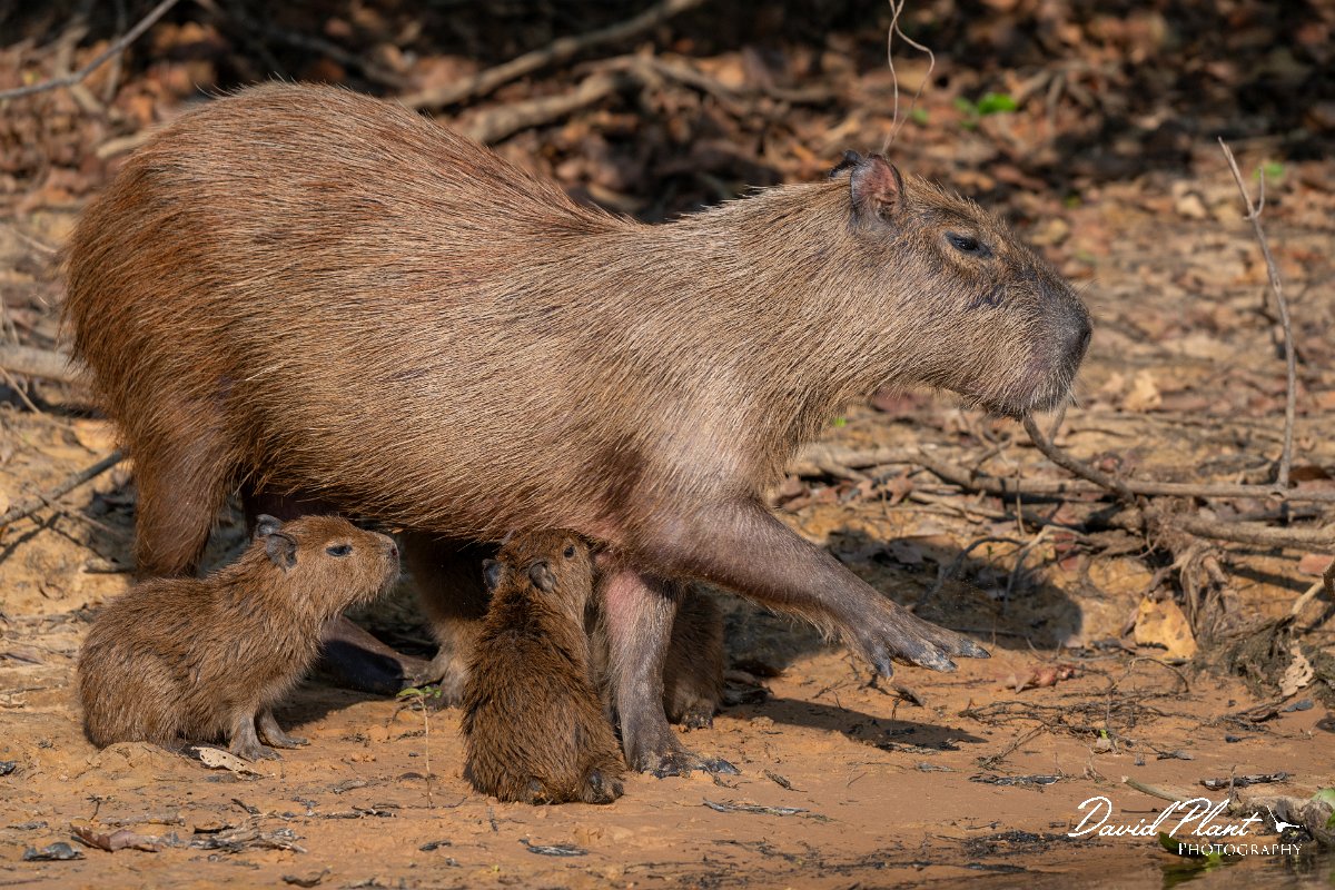DPPhotography - Pantanal - Capybara - R.jpg - Capybara, Hydrochoerus hydrochaeris - Rio Sararé, Pantanal, Brazil