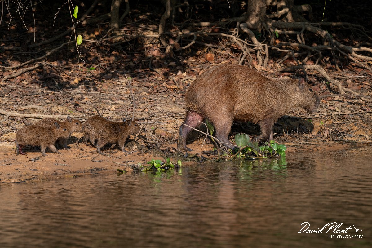 DPPhotography - Pantanal - Capybara - S.jpg - Capybara, Hydrochoerus hydrochaeris - Rio Sararé, Pantanal, Brazil