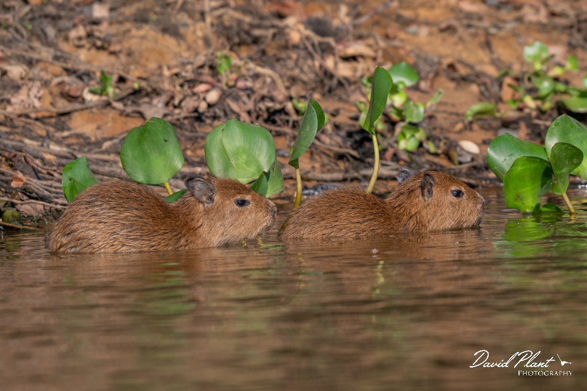 DPPhotography - Pantanal - Capybara - T.jpg - Capybara, Hydrochoerus hydrochaeris - Rio Sararé, Pantanal, Brazil