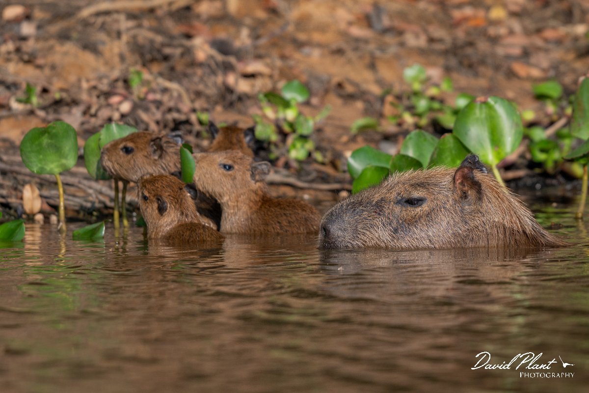 DPPhotography - Pantanal - Capybara - U.jpg - Capybara, Hydrochoerus hydrochaeris - Rio Sararé, Pantanal, Brazil