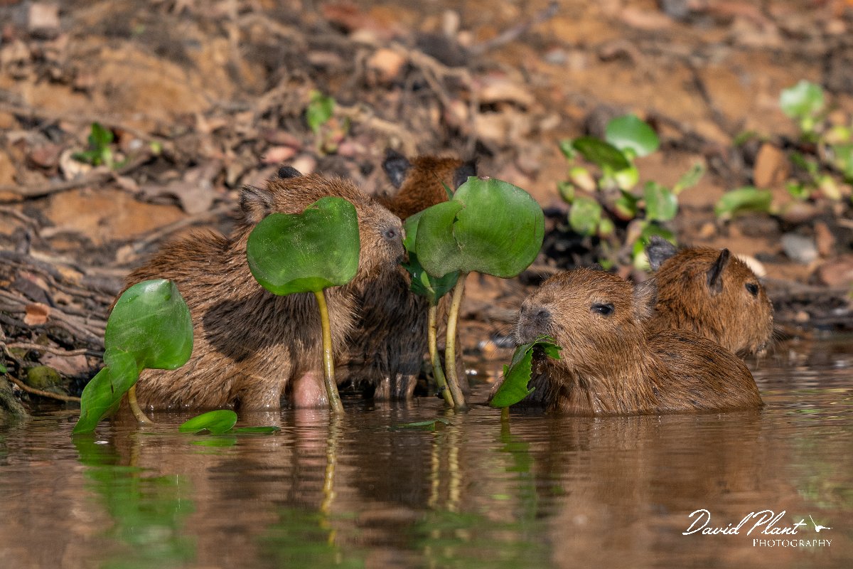 DPPhotography - Pantanal - Capybara - V.jpg - Capybara, Hydrochoerus hydrochaeris - Rio Sararé, Pantanal, Brazil