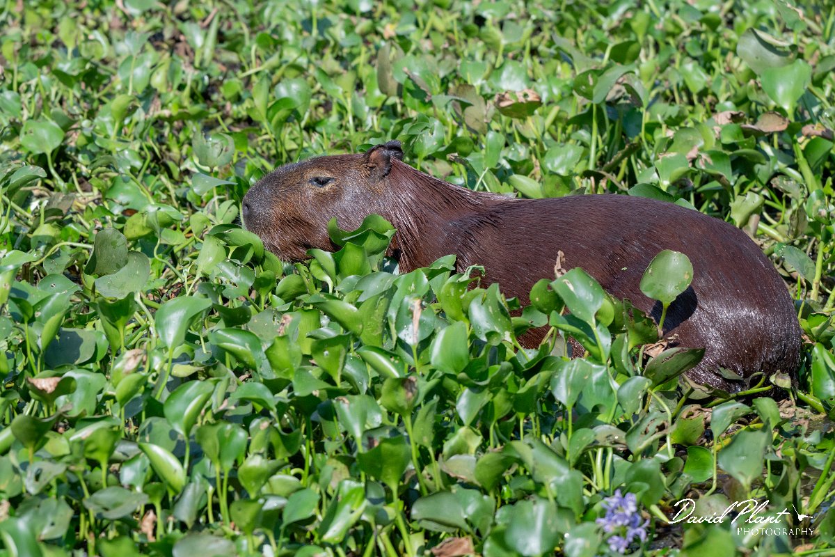 DPPhotography - Pantanal - Capybara - Z.jpg - Capybara, Hydrochoerus hydrochaeris - Transpantaneira, Brazil