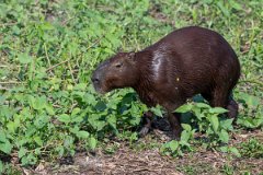 DPPhotography - Pantanal - Capybara - AA