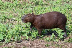 DPPhotography - Pantanal - Capybara - AB
