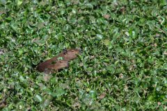 DPPhotography - Pantanal - Capybara - AC