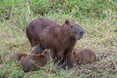 DPPhotography - Pantanal - Capybara - AD