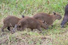 DPPhotography - Pantanal - Capybara - AE