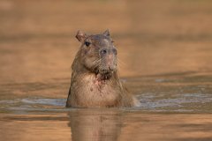 DPPhotography - Pantanal - Capybara - B