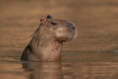 DPPhotography - Pantanal - Capybara - C