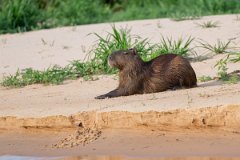 DPPhotography - Pantanal - Capybara - D
