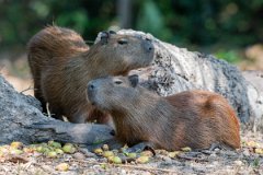 DPPhotography - Pantanal - Capybara - E