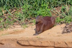 DPPhotography - Pantanal - Capybara - F