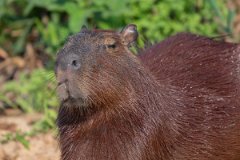 DPPhotography - Pantanal - Capybara - G