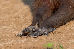 DPPhotography - Pantanal - Capybara - H