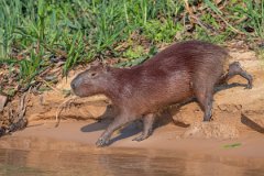 DPPhotography - Pantanal - Capybara - I