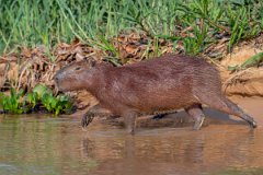 DPPhotography - Pantanal - Capybara - J