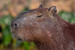 DPPhotography - Pantanal - Capybara - K