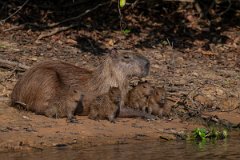 DPPhotography - Pantanal - Capybara - L