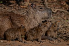 DPPhotography - Pantanal - Capybara - M