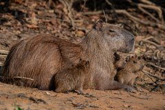 DPPhotography - Pantanal - Capybara - N