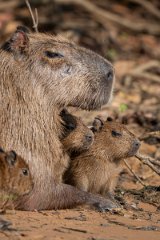 DPPhotography - Pantanal - Capybara - O