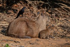 DPPhotography - Pantanal - Capybara - P