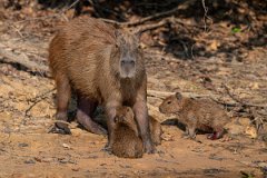 DPPhotography - Pantanal - Capybara - Q