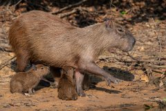 DPPhotography - Pantanal - Capybara - R