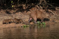 DPPhotography - Pantanal - Capybara - S
