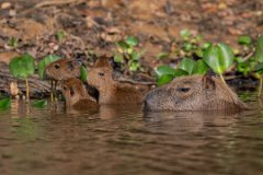 DPPhotography - Pantanal - Capybara - U