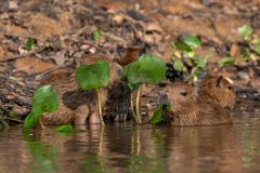 DPPhotography - Pantanal - Capybara - V
