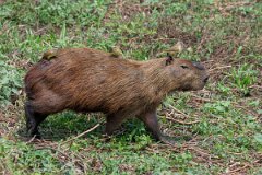 DPPhotography - Pantanal - Capybara - W