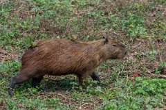 DPPhotography - Pantanal - Capybara - X
