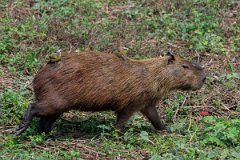 DPPhotography - Pantanal - Capybara - Y