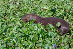 DPPhotography - Pantanal - Capybara - Z