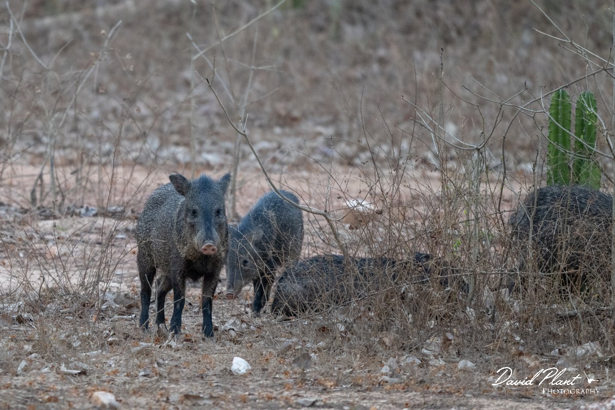 DPPhotography - Pantanal - Collared peccary - B.jpg - Collared peccary, Dicotyles tajacu - Transpantaneira, Brazil