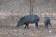 DPPhotography - Pantanal - Collared peccary - A