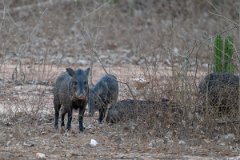 DPPhotography - Pantanal - Collared peccary - B