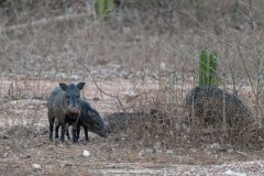 DPPhotography - Pantanal - Collared peccary - C