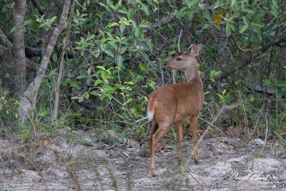 DPPhotography - Pantanal - Common brown brocket - A.jpg - Common brown brocket, Mazama gouazoubira - Pantanal, Brazil