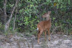 DPPhotography - Pantanal - Common brown brocket - A