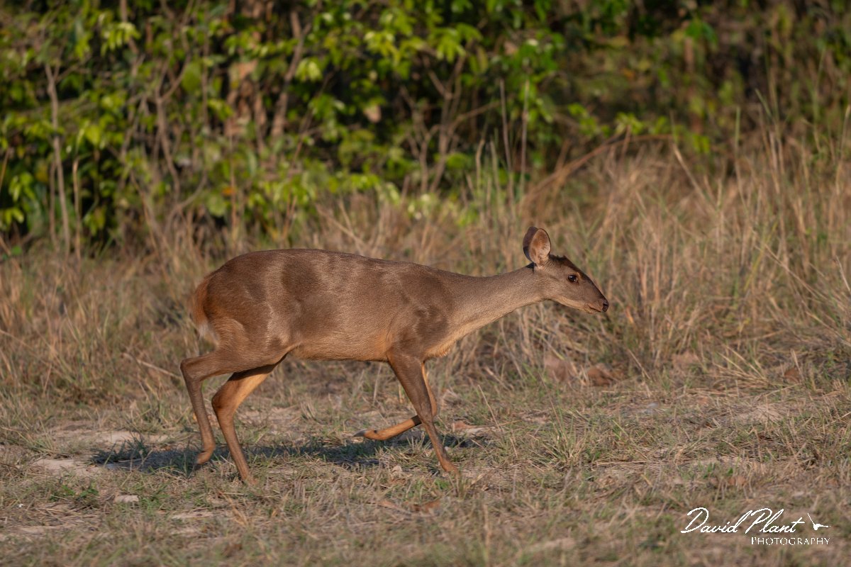 DPPhotography - Pantanal - Common red brocket - B.jpg - Common red brocket, Mazama americana - Pantanal, Brazil