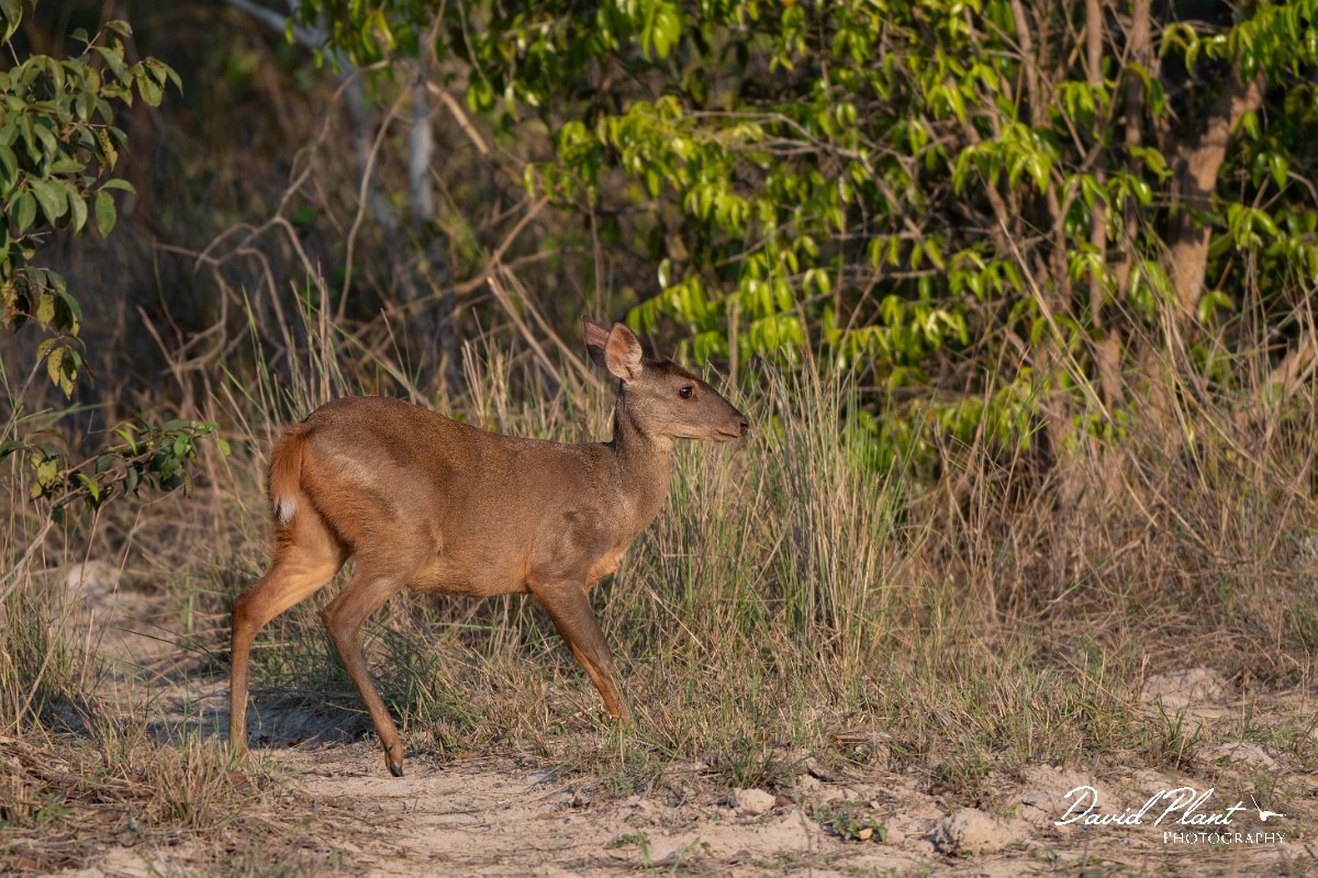 DPPhotography - Pantanal - Common red brocket - C.jpg - Common red brocket, Mazama americana - Pantanal, Brazil