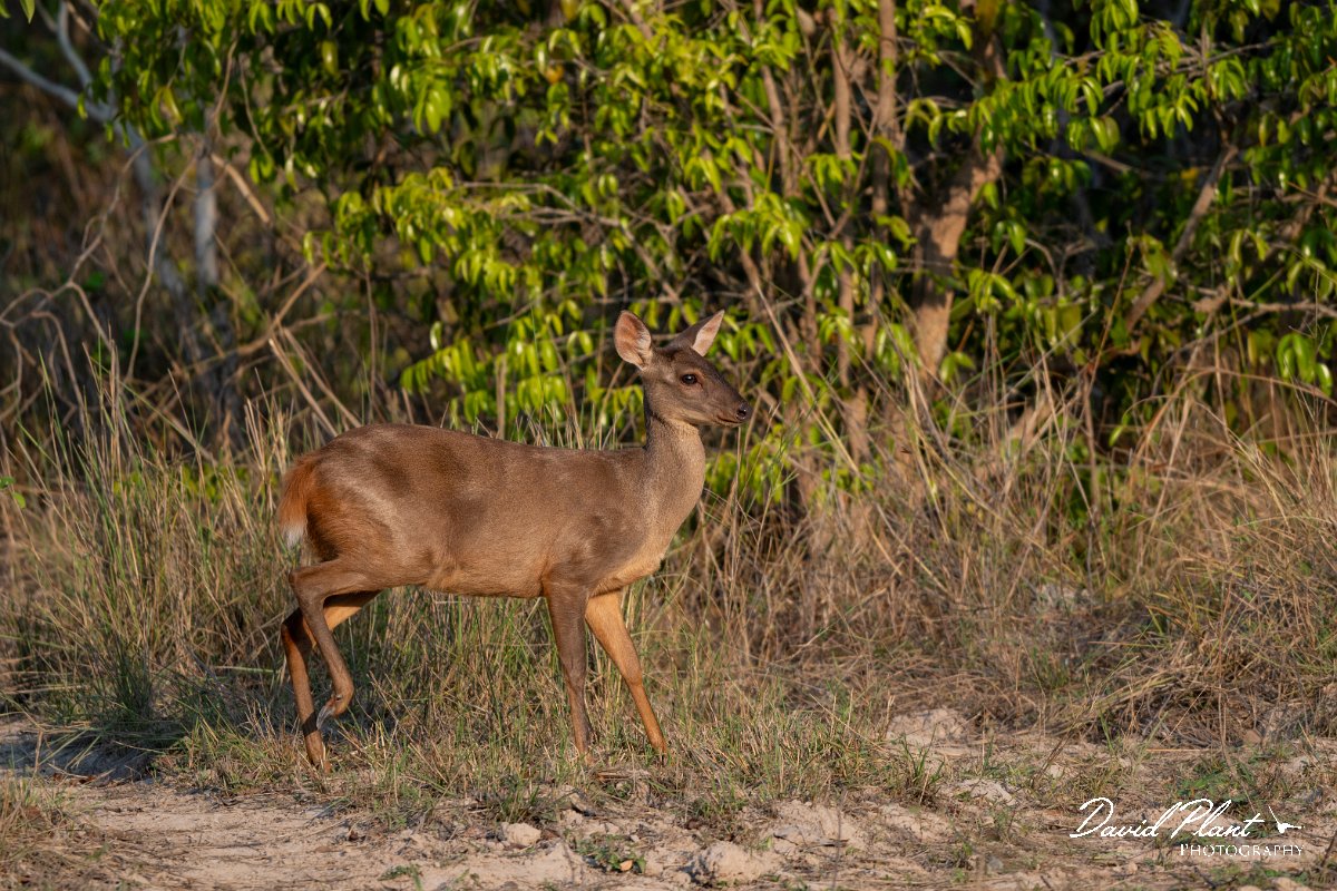 DPPhotography - Pantanal - Common red brocket - D.jpg - Common red brocket, Mazama americana - Pantanal, Brazil