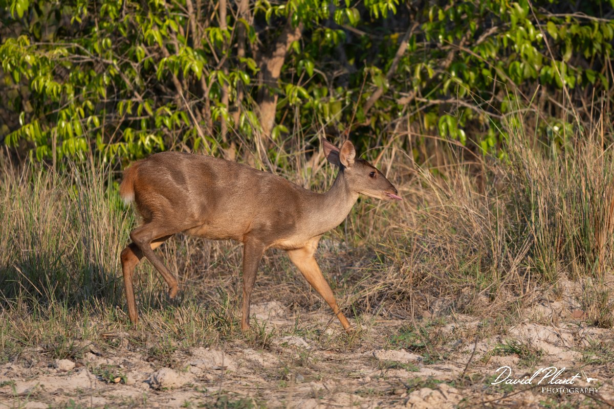 DPPhotography - Pantanal - Common red brocket - E.jpg - Common red brocket, Mazama americana - Pantanal, Brazil